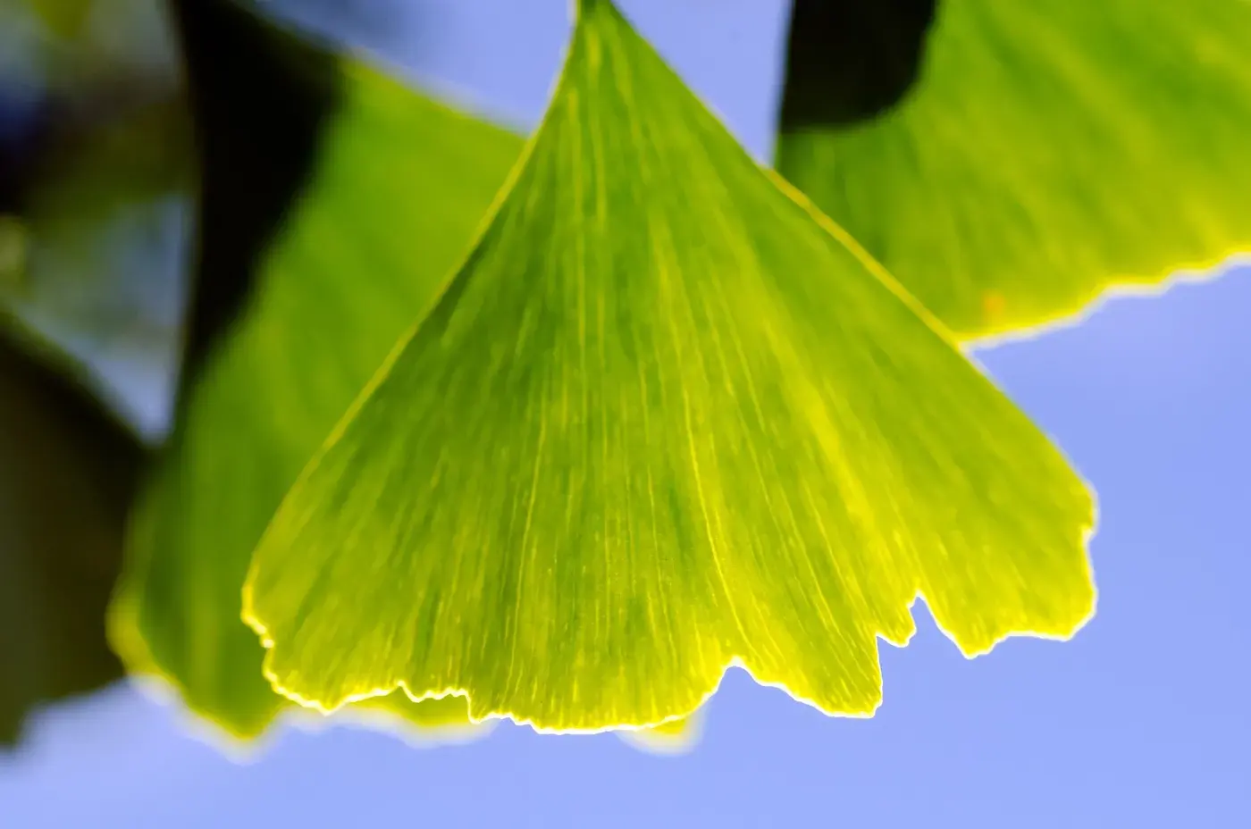 Ginkgo Biloba Powder