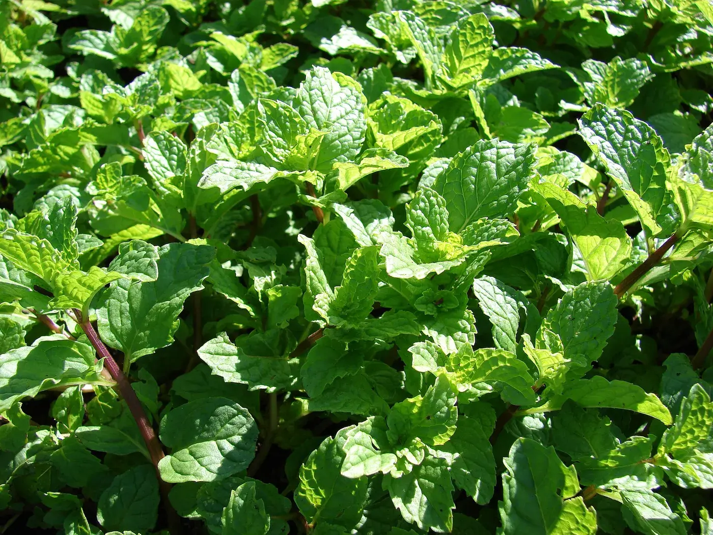 Spearmint Leaf