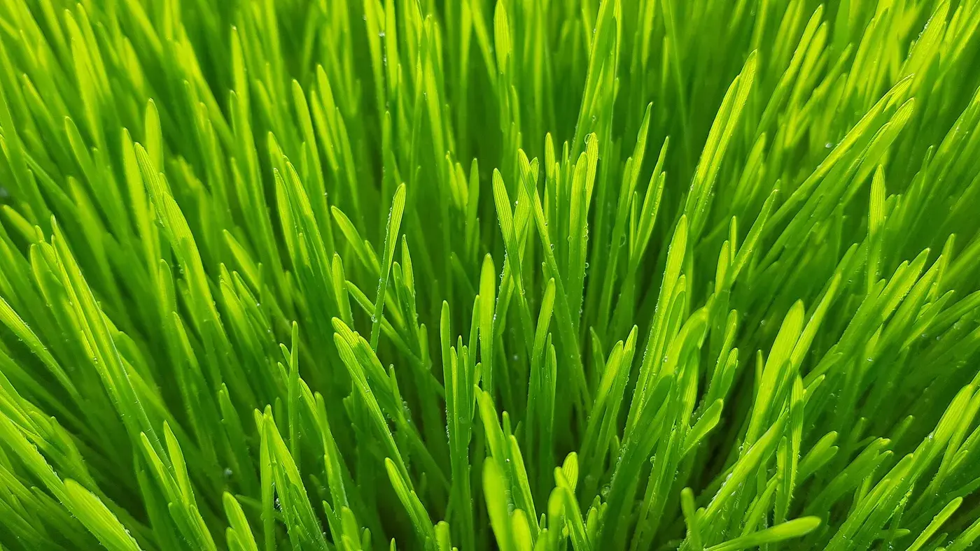 Wheat Grass Powder